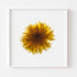 Yellow Dahlia Flower Print